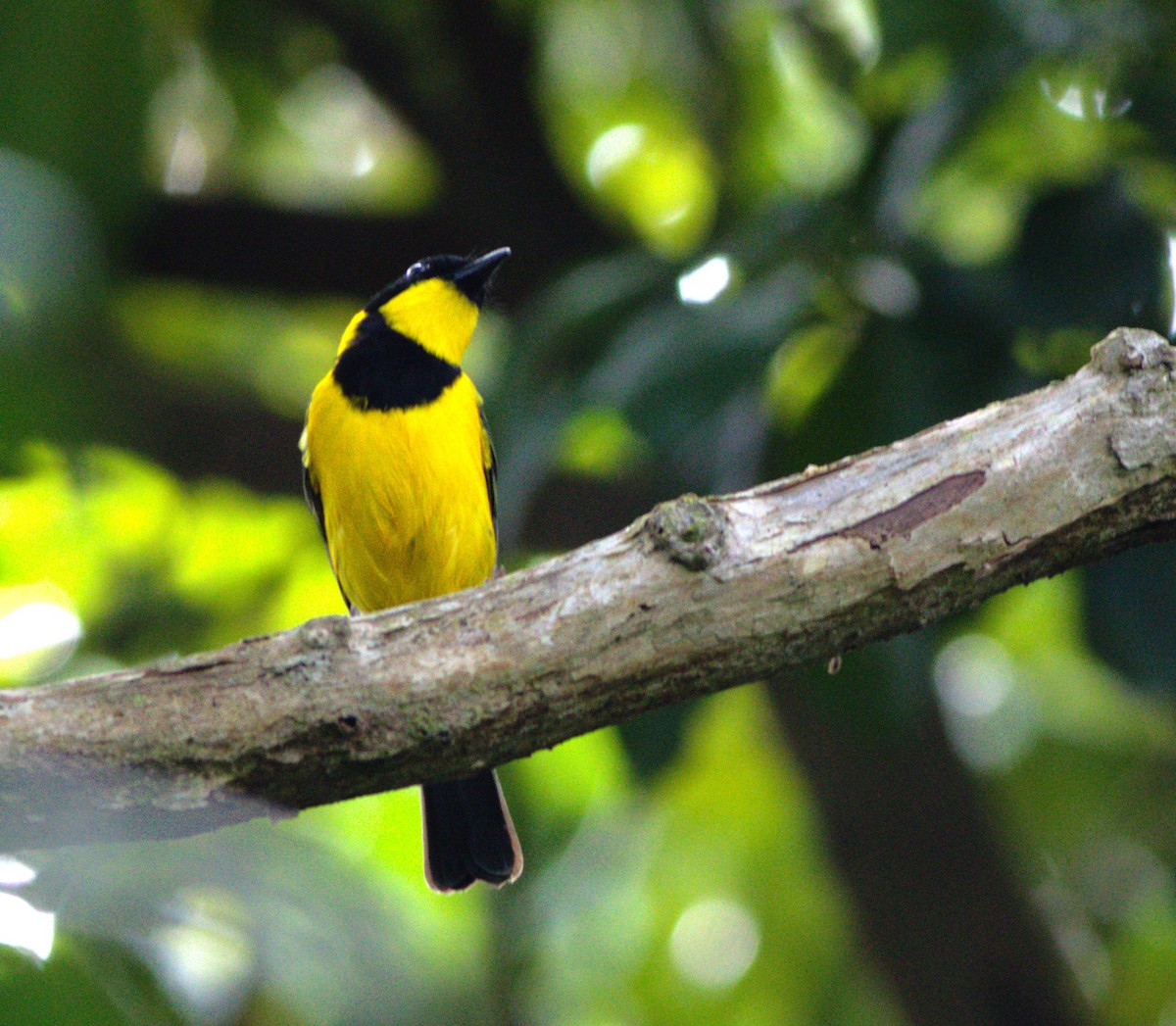 Oriole Whistler - ML627586791