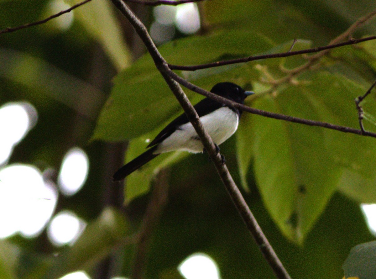 Steel-blue Flycatcher - ML627586813