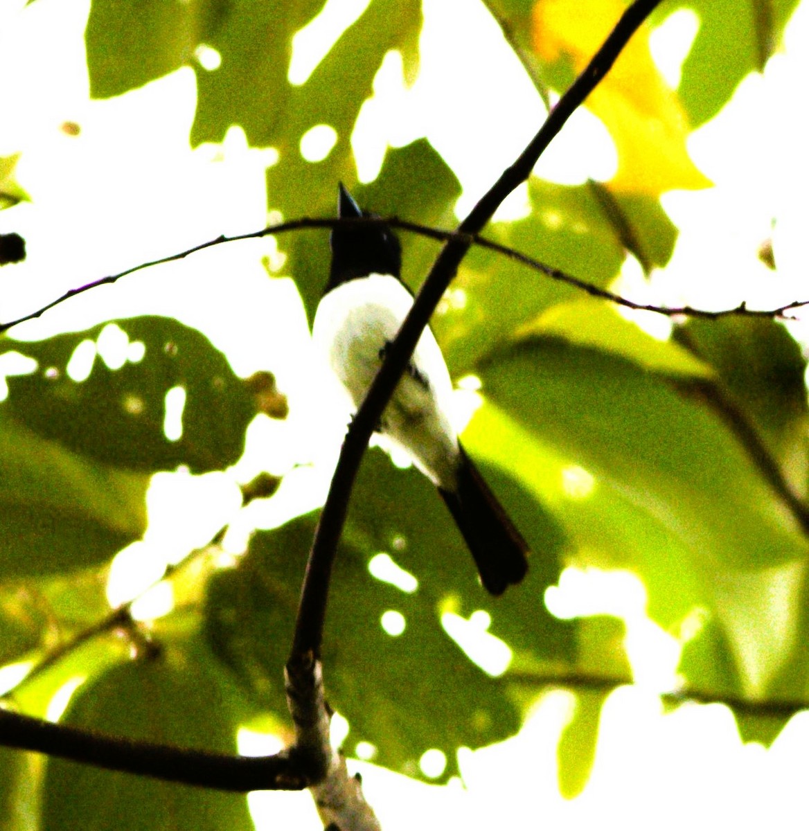 Steel-blue Flycatcher - ML627586814