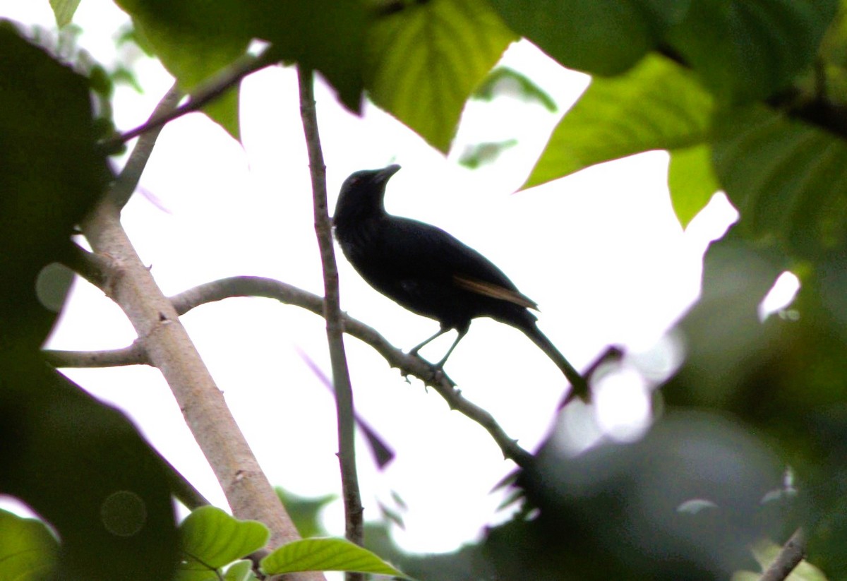 Brown-winged Starling - ML627586823
