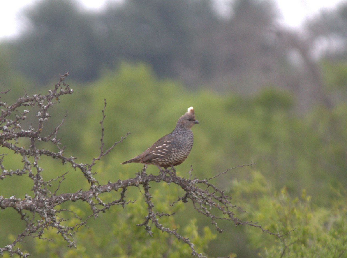 Scaled Quail - ML627586837