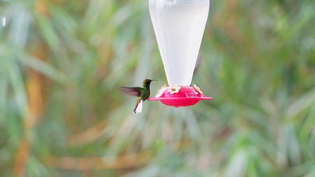 kobberkronekolibri - ML627586914