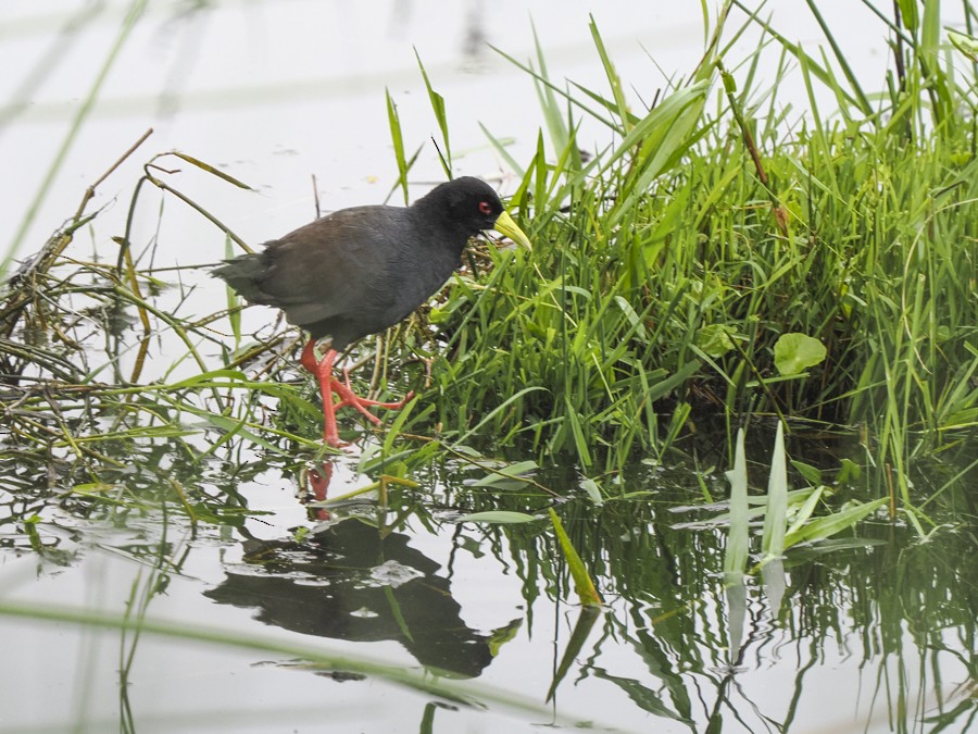 Black Crake - ML627586927