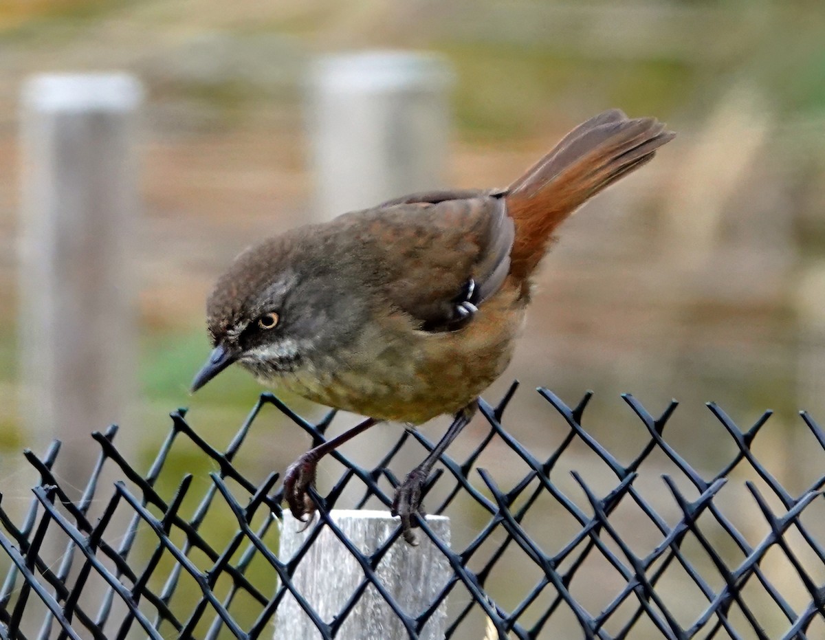 Tasmanian Scrubwren - ML627586998