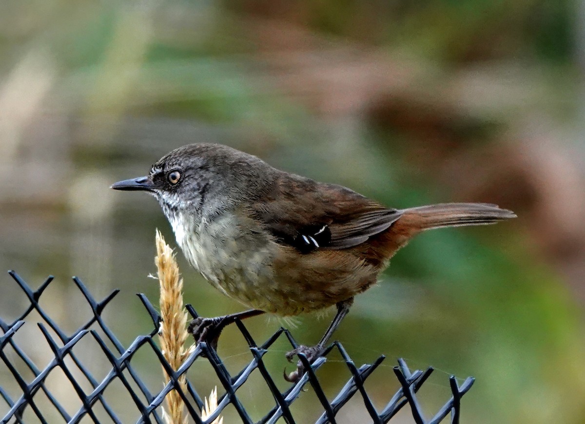 Tasmanian Scrubwren - ML627586999