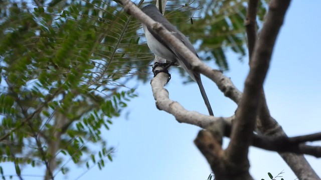 Ashy Minivet - ML627587067