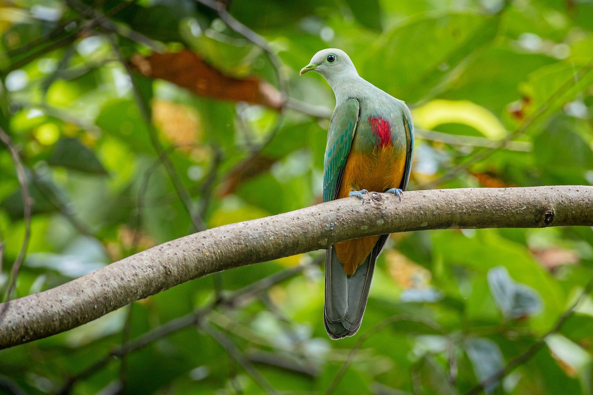 Scarlet-breasted Fruit-Dove - ML627587069