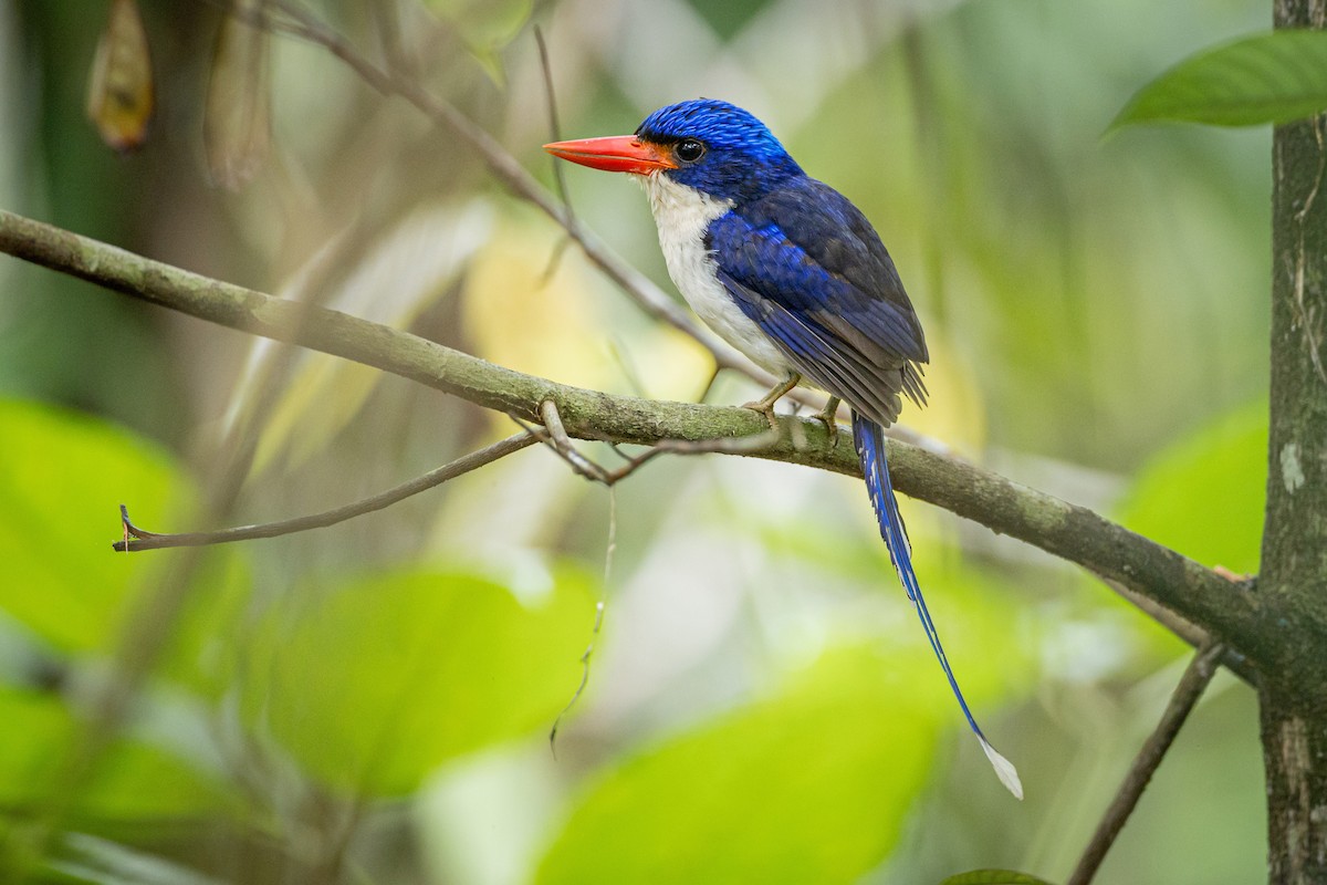 Common Paradise-Kingfisher - ML627587078