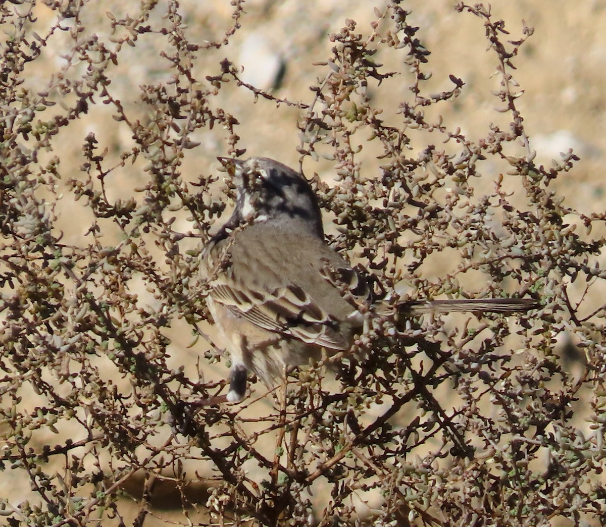 Bell's Sparrow - ML627587102