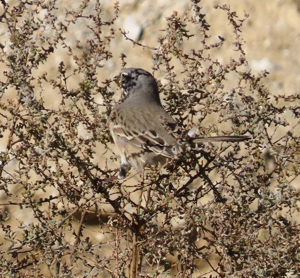 Bell's Sparrow - ML627587119