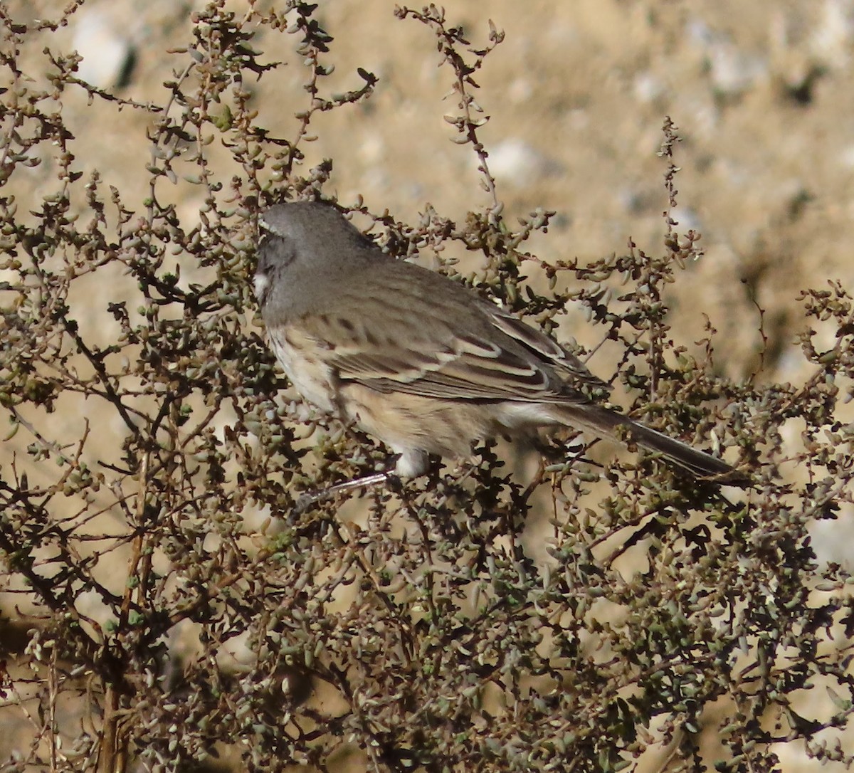 Bell's Sparrow - ML627587131