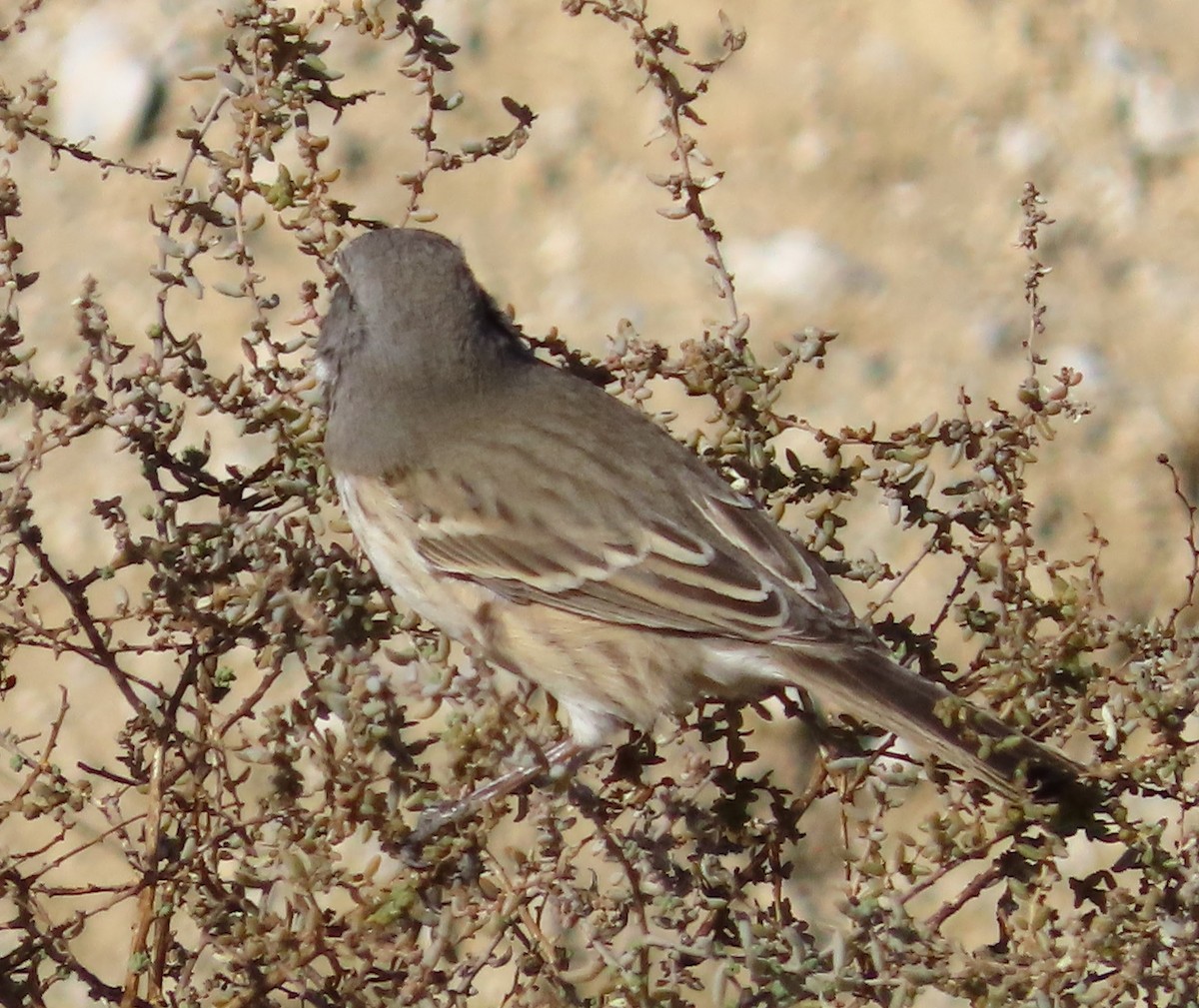 Bell's Sparrow - ML627587146