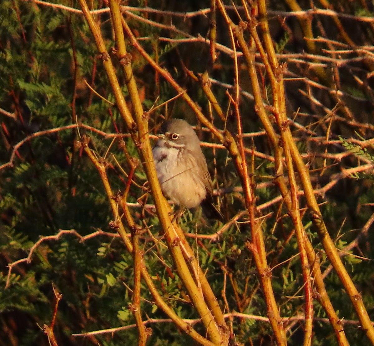 Bell's Sparrow - ML627587172