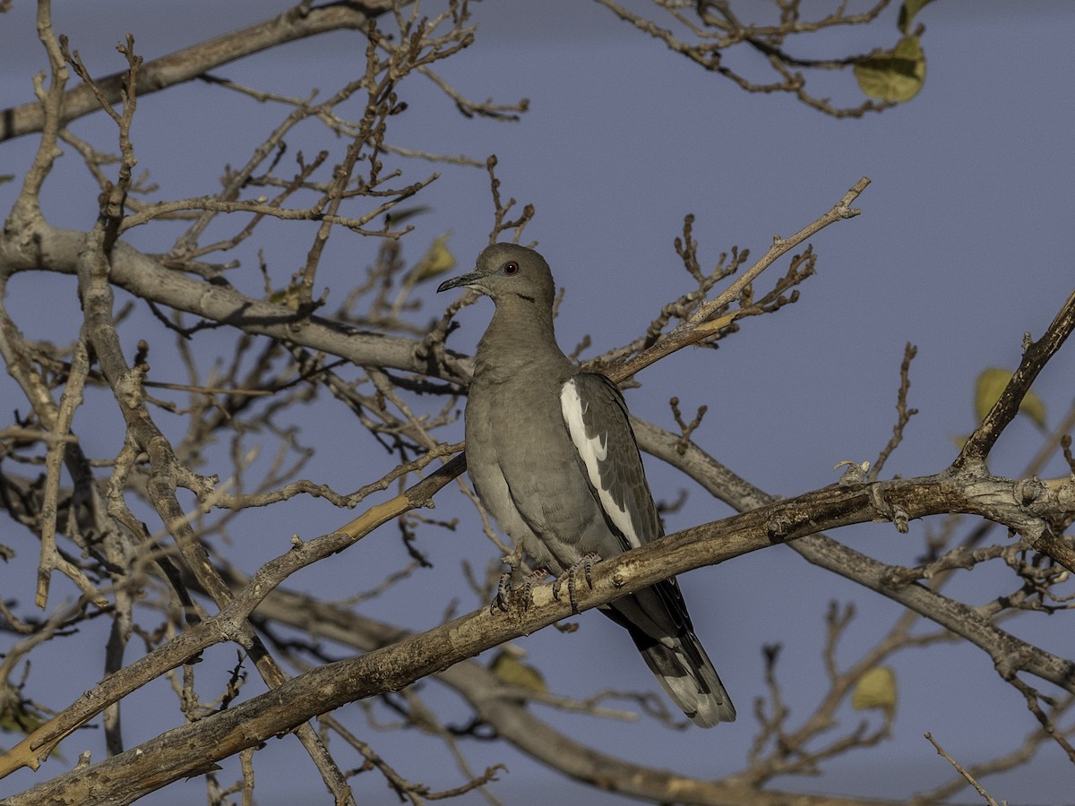 White-winged Dove - ML627587359