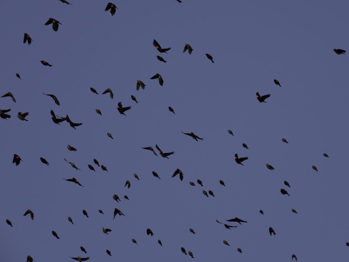 Red-winged Blackbird - ML627587390