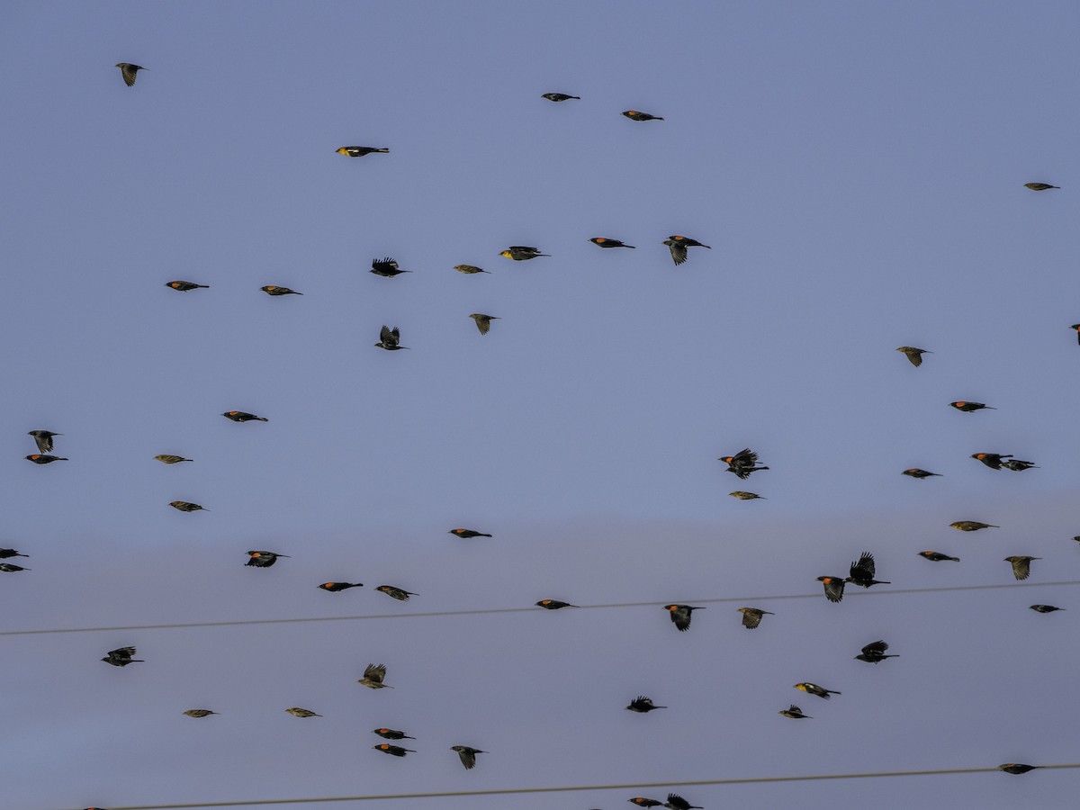 Red-winged Blackbird - ML627587391