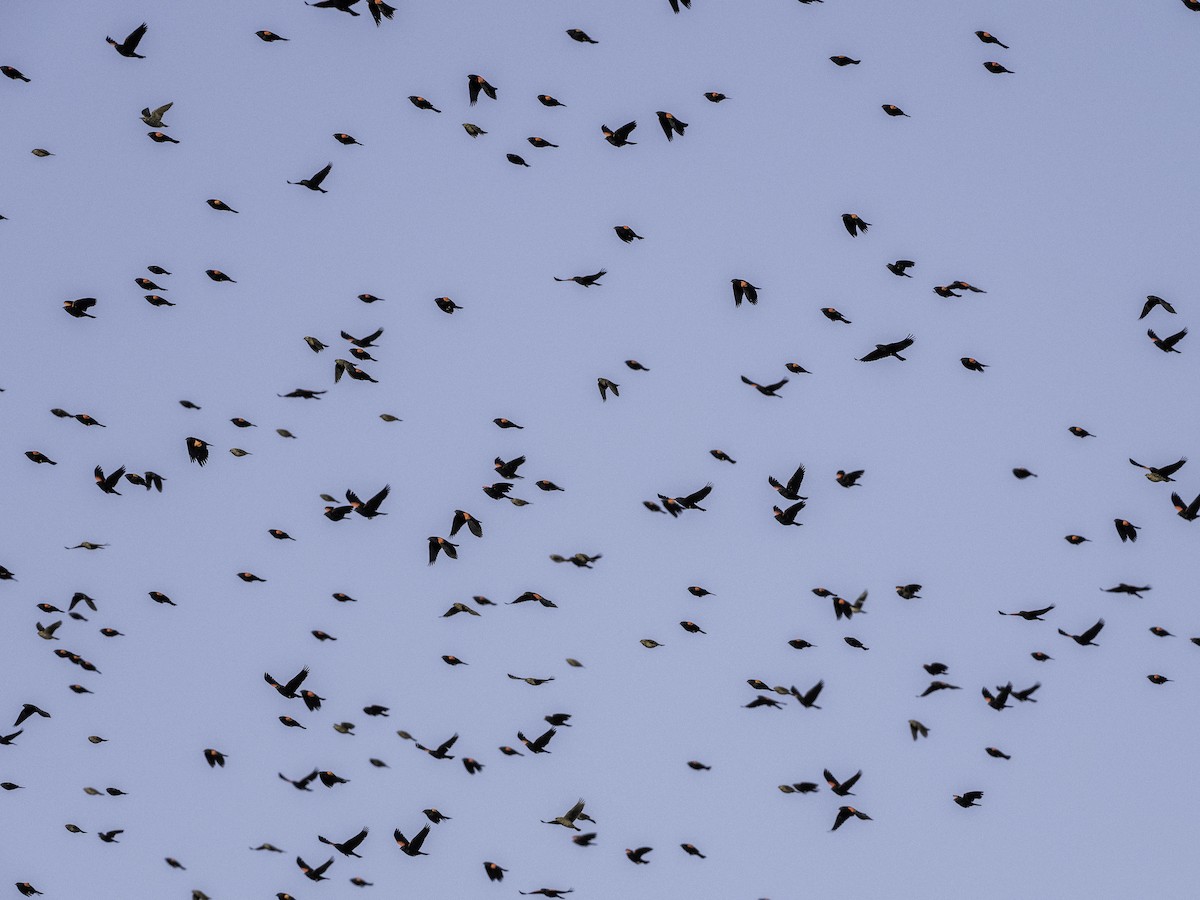 Red-winged Blackbird - ML627587392