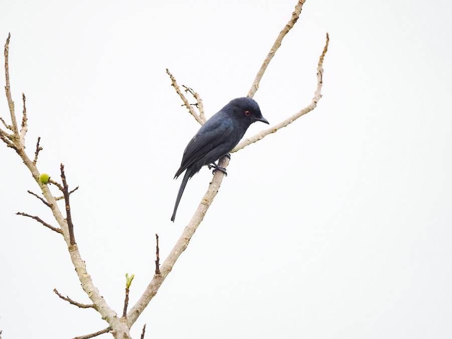 Square-tailed Drongo - ML627587410