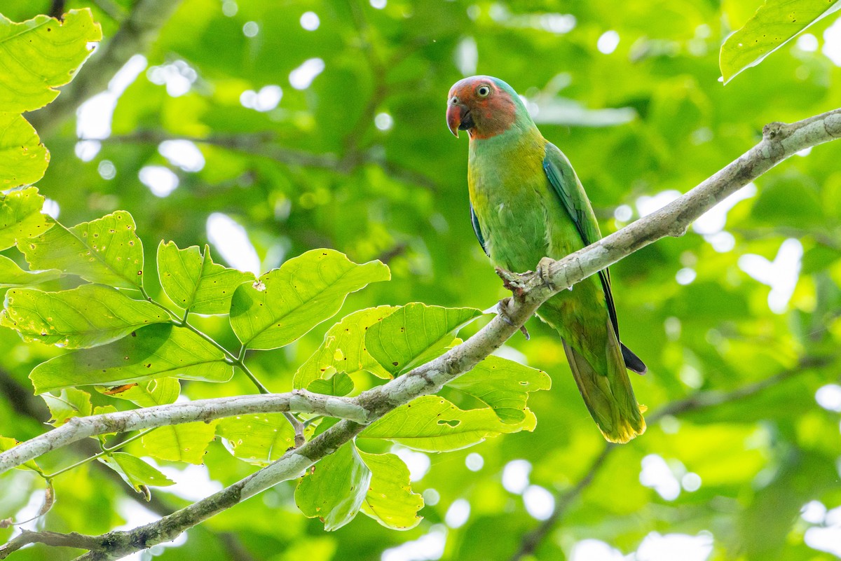 Red-cheeked Parrot - ML627587507