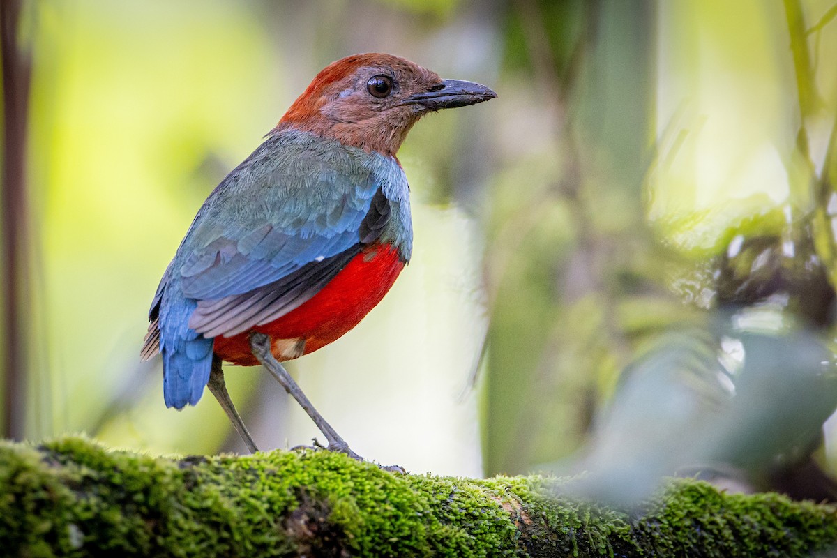 North Moluccan Pitta - ML627587518