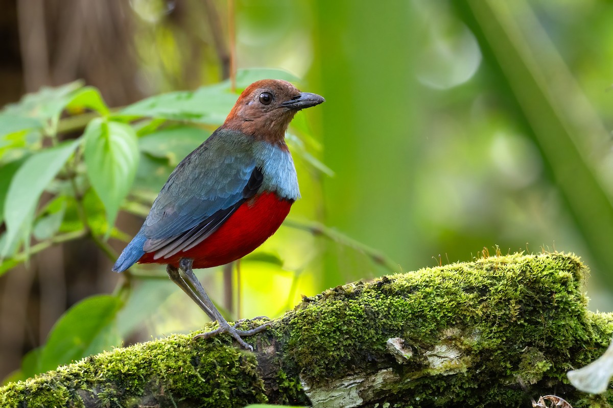 North Moluccan Pitta - ML627587519