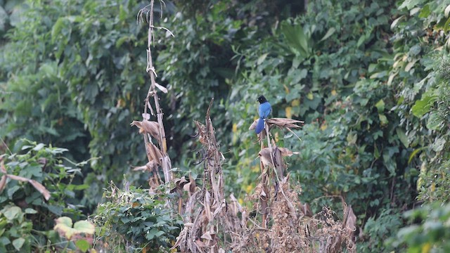 Bushy-crested Jay - ML627587524