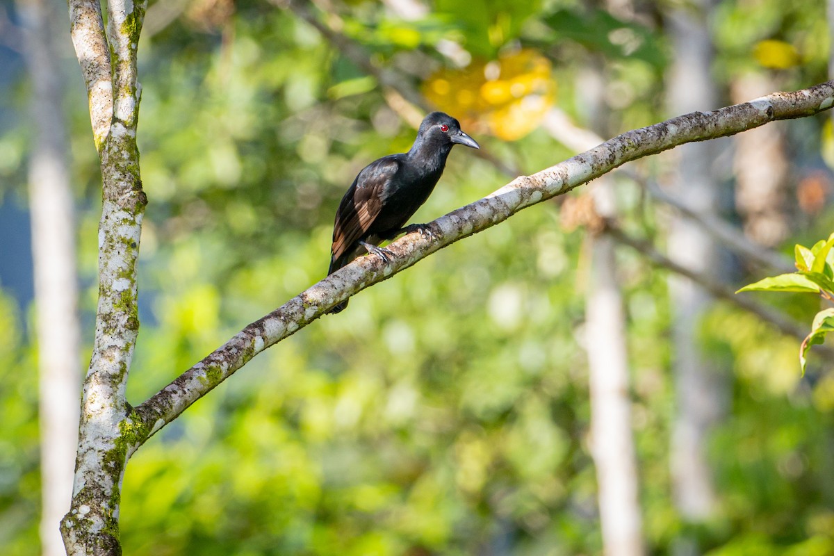 Obi Paradise-crow - ML627587525