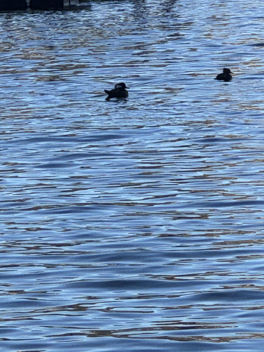 Hooded Merganser - ML627587540