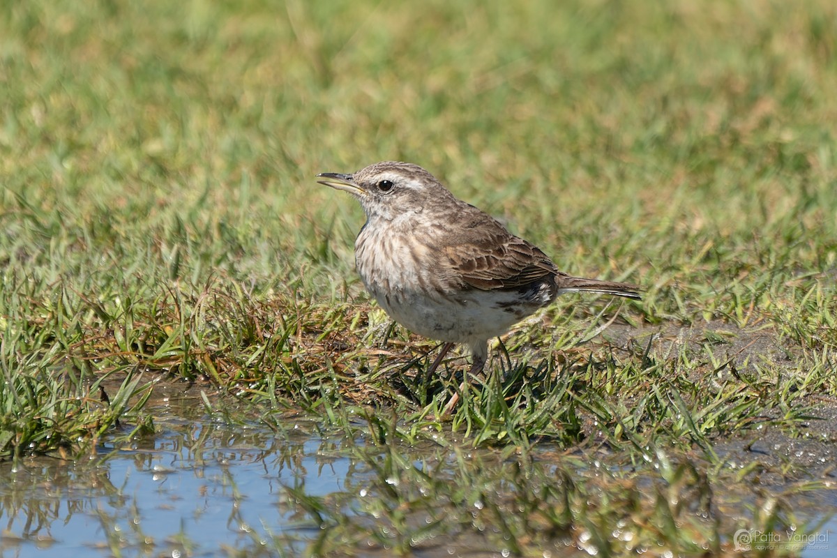 New Zealand Pipit - ML627587574