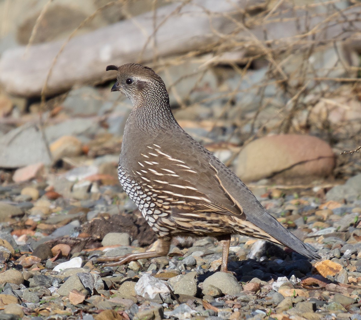 California Quail - ML627587586