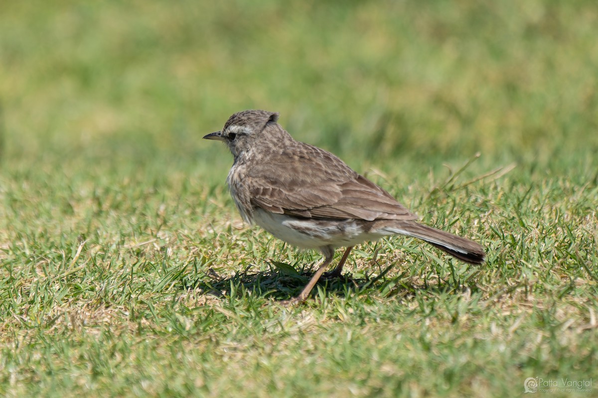 New Zealand Pipit - ML627587621