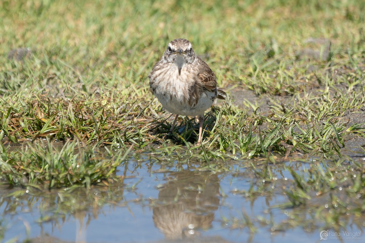 New Zealand Pipit - ML627587622