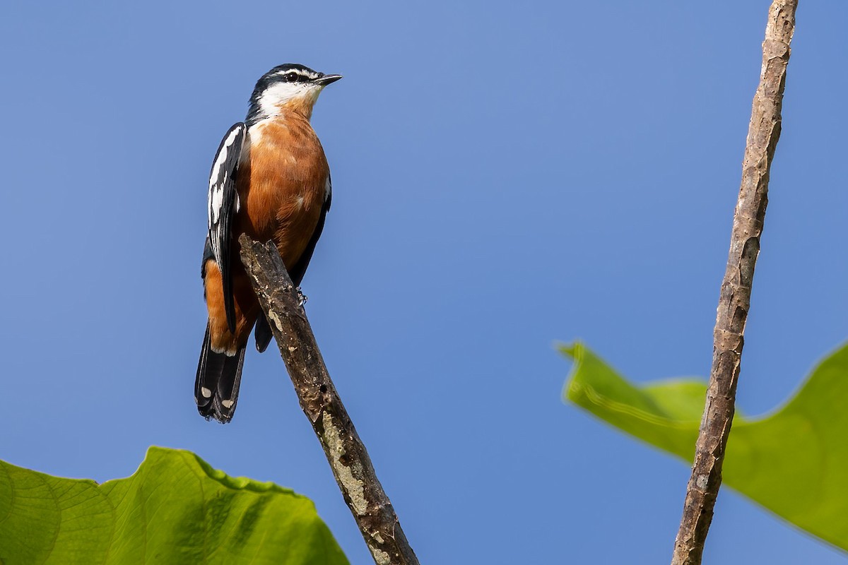 Rufous-bellied Triller - ML627587644