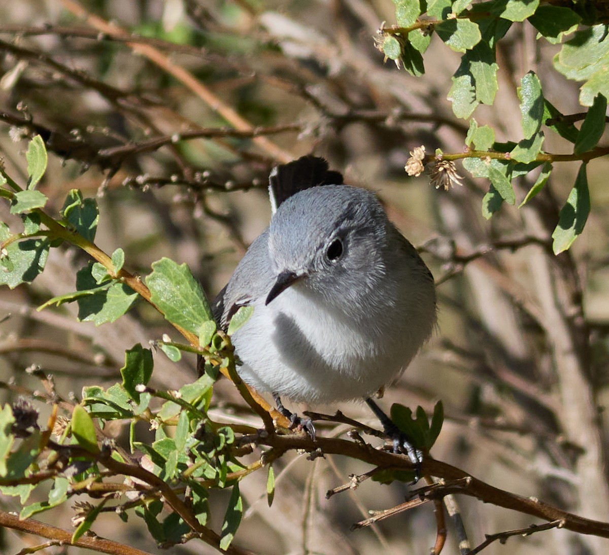 Blue-gray Gnatcatcher - ML627587648