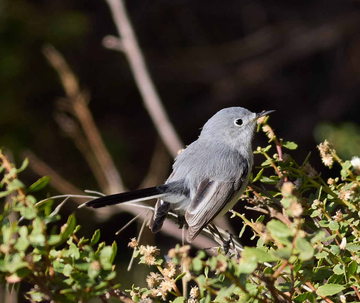 Blue-gray Gnatcatcher - ML627587649