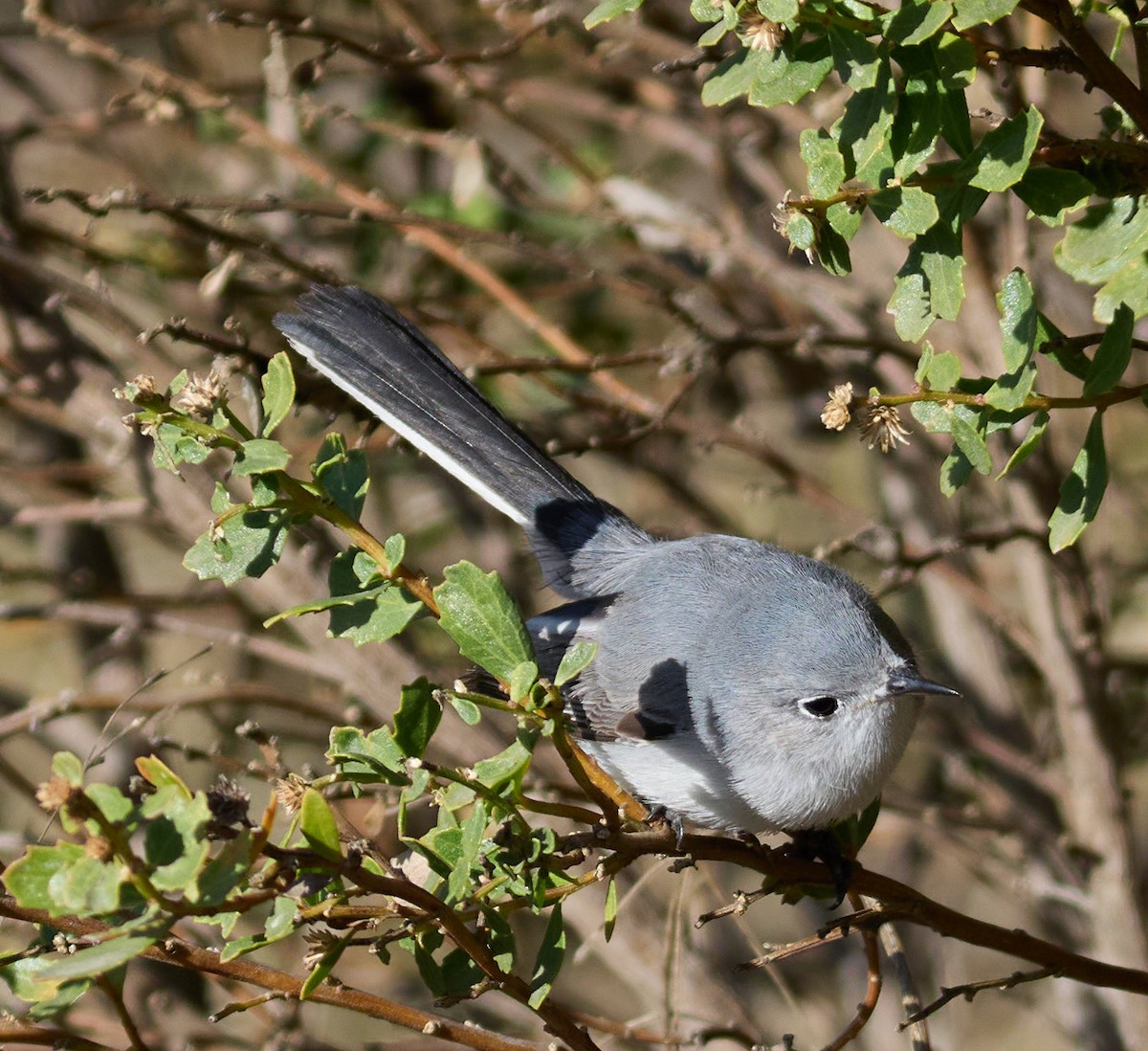 Blue-gray Gnatcatcher - ML627587650