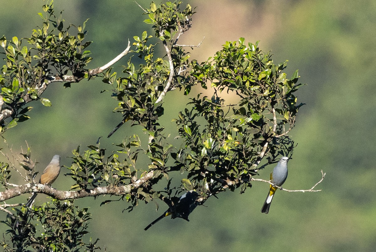 Gray Silky-flycatcher - ML627587683