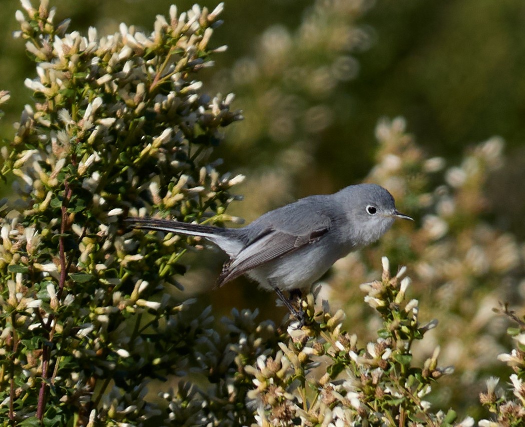 Blue-gray Gnatcatcher - ML627587687
