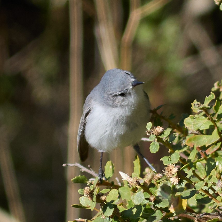 Blue-gray Gnatcatcher - ML627587700