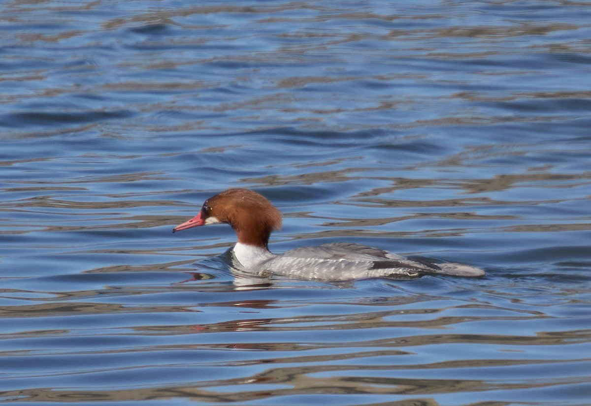 Common Merganser - ML627587720