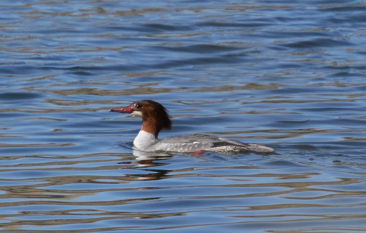 Common Merganser - ML627587721