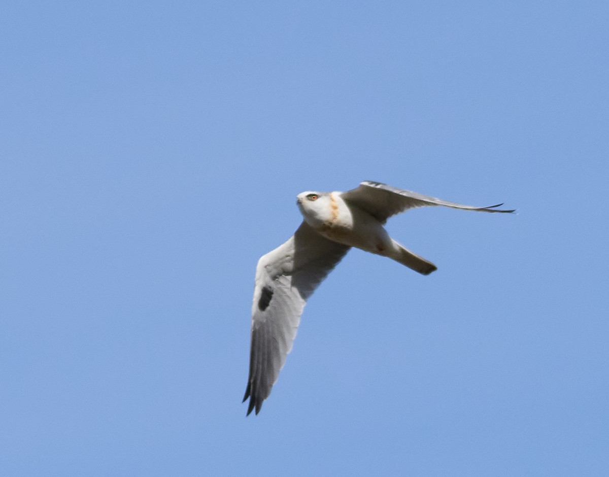 White-tailed Kite - ML627587754
