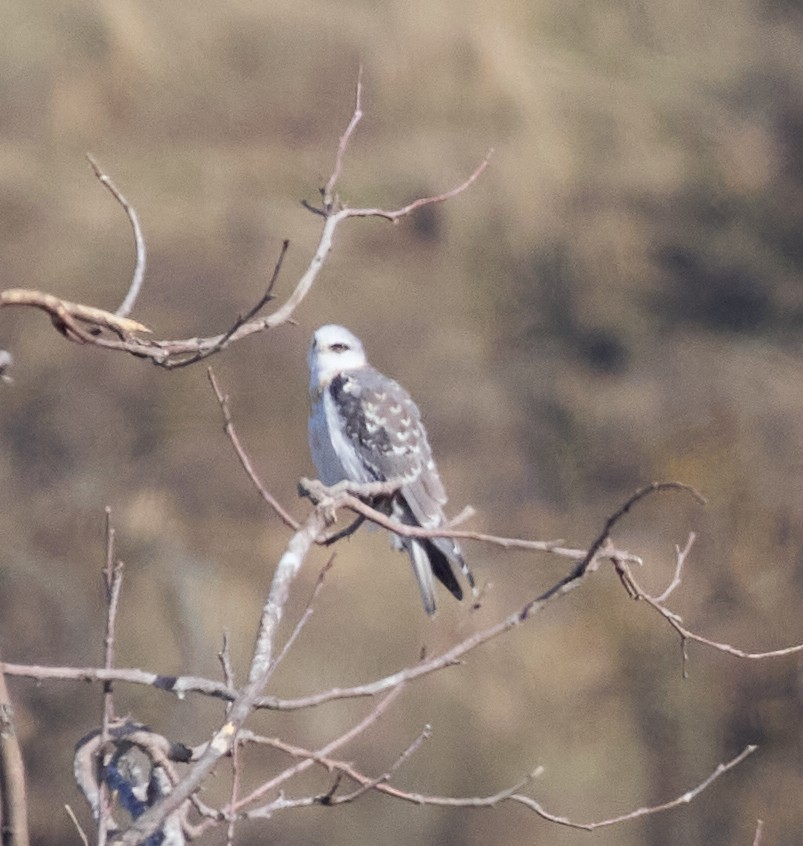 White-tailed Kite - ML627587755
