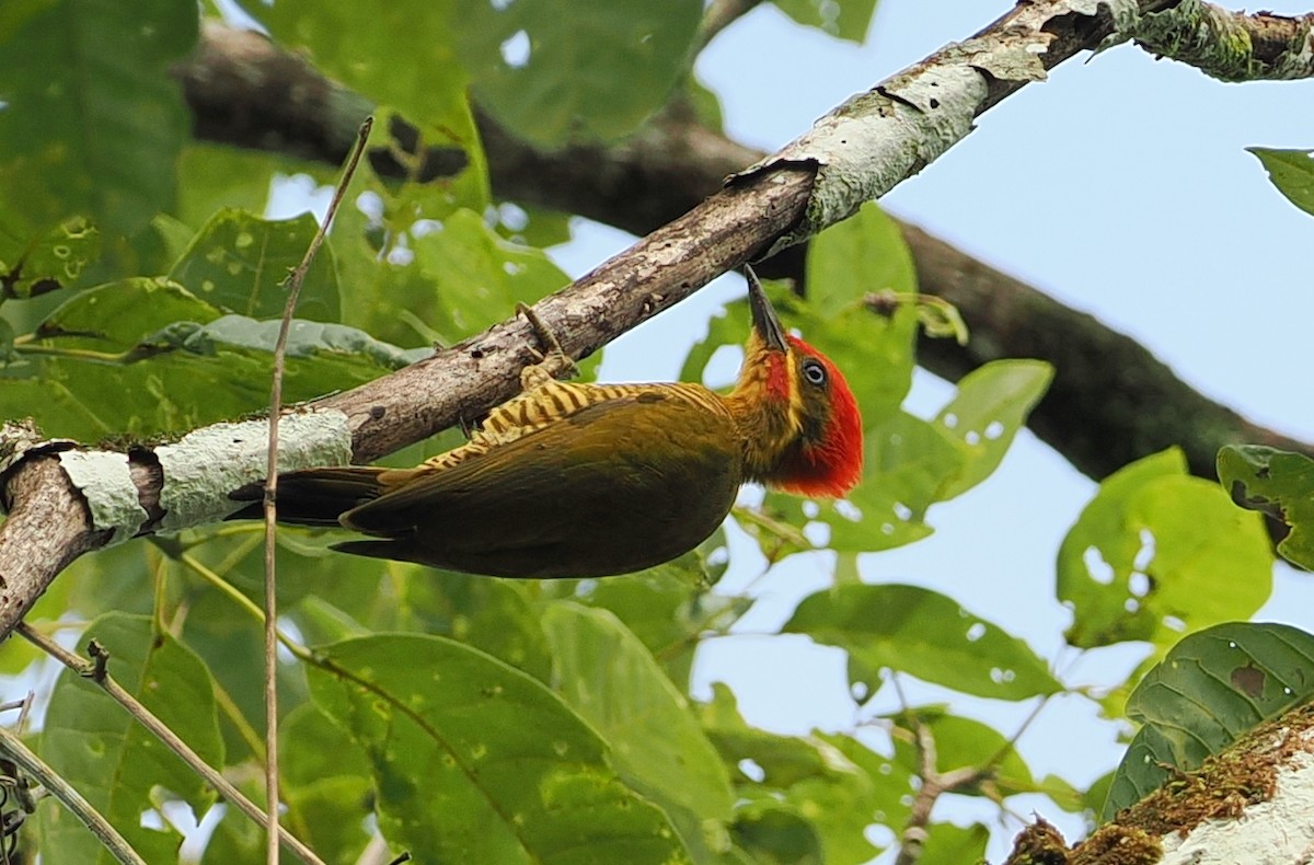 Golden-green Woodpecker - ML627587779