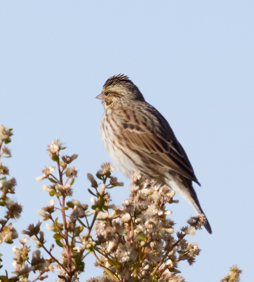 Savannah Sparrow - ML627587787