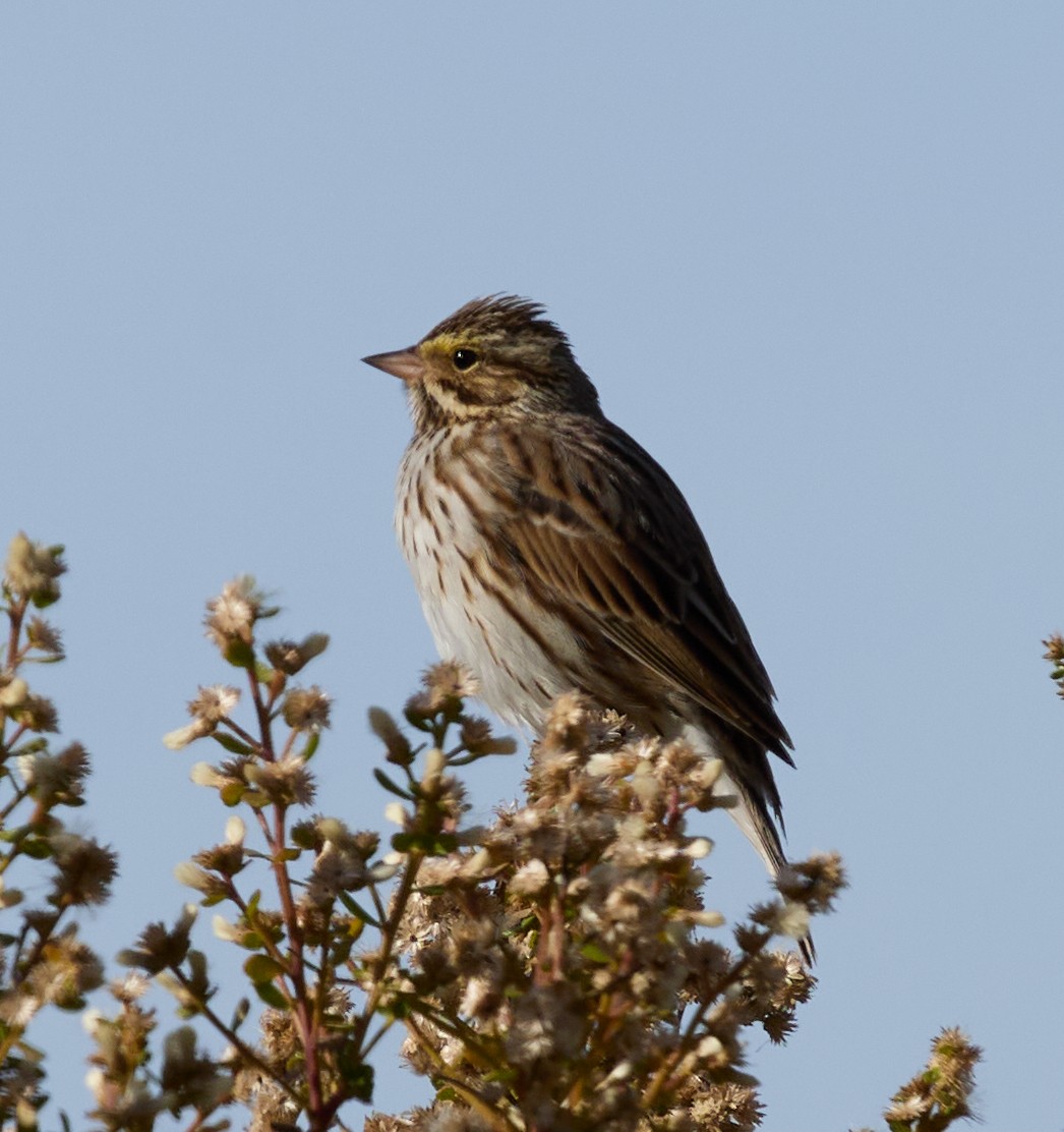 Savannah Sparrow - Luca de Alfaro