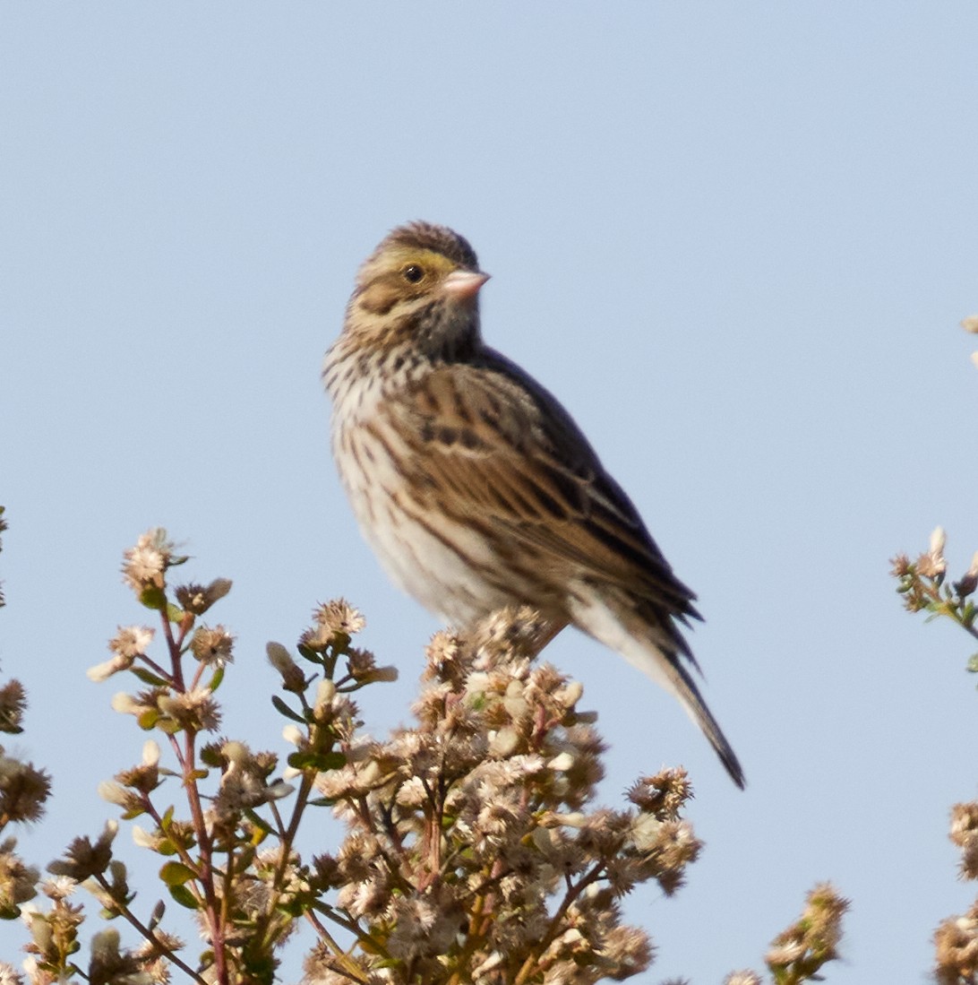 Savannah Sparrow - ML627587789