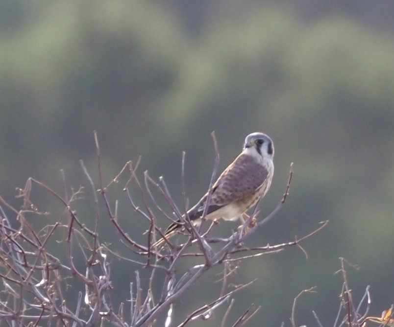 American Kestrel - ML627587814