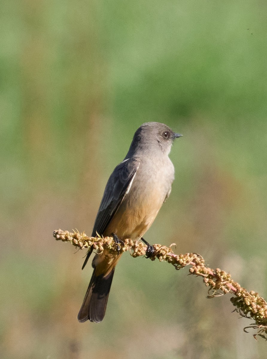 Say's Phoebe - ML627587829