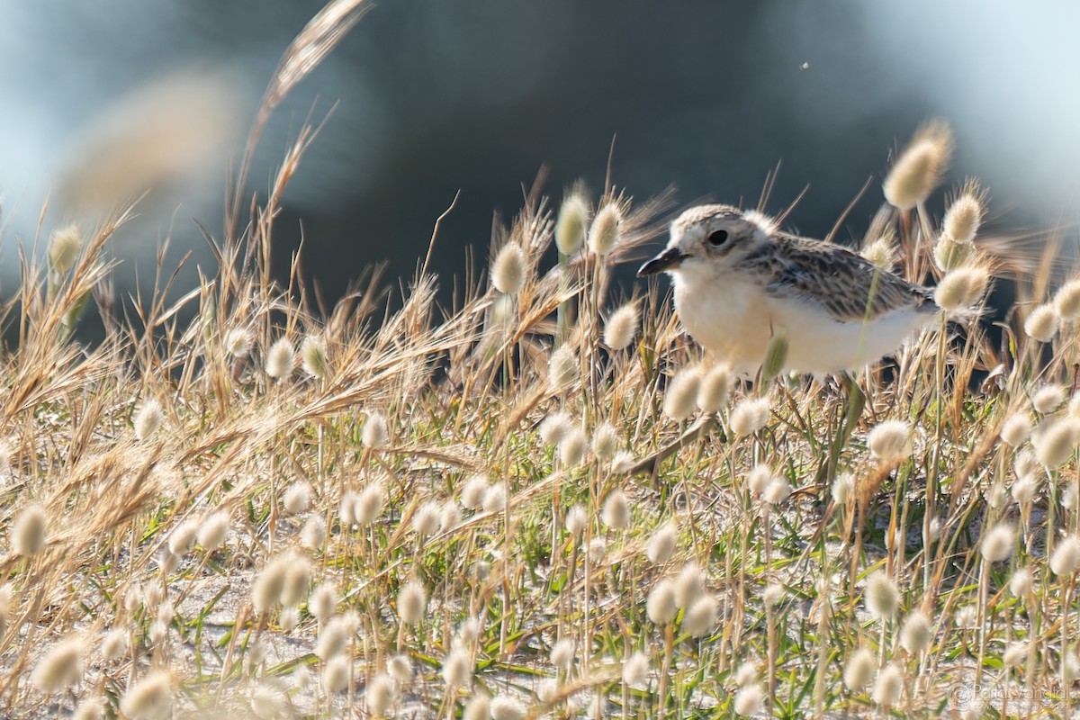 Red-breasted Dotterel - ML627587831